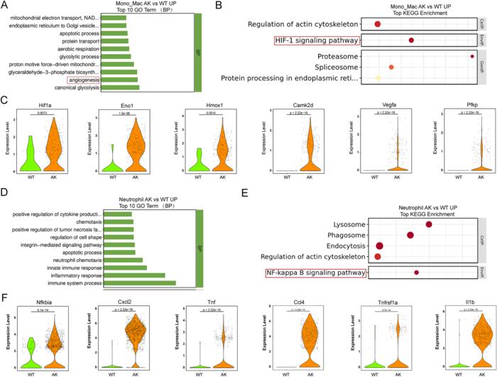 Functional and pathway alterations in immune cells from AK versus WT corneas.