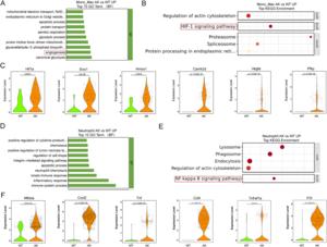 Functional and pathway alterations in immune cells from AK versus WT corneas.