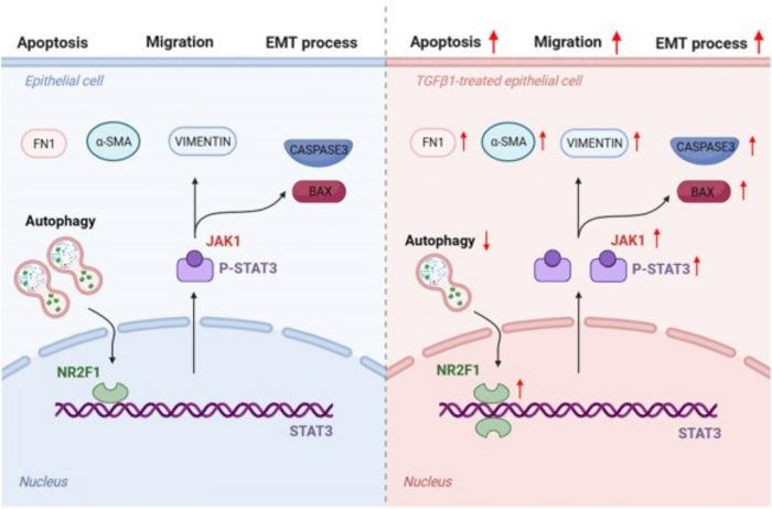 The regulatory mechanism of NR2F1 in TGF-β1-induced SRA01/04 cells.