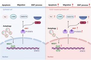 The regulatory mechanism of NR2F1 in TGF-β1-induced SRA01/04 cells.