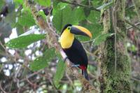Choco Toucan