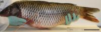 The Common Carp