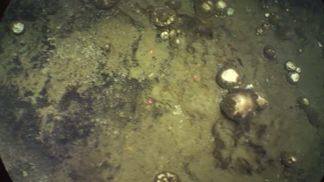 Sponge trails on the seafloor