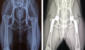 Hip Xrays