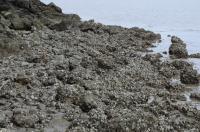 Oysters at China Camp 2