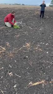 Koala release video