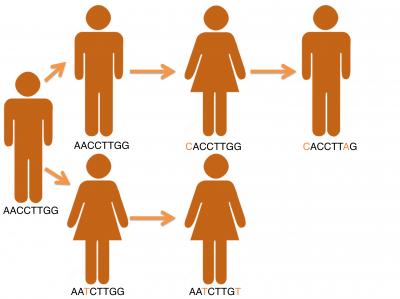 Person-to-Person Infectious Disease Tracking Using Whole-Genome Sequencing