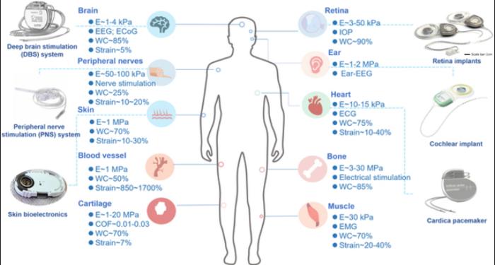 Typical applications of implantable bioelectronics for healthcare toward organs/tissues with different biomechanical feature.