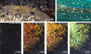 Squid Light-Manipulating Cells