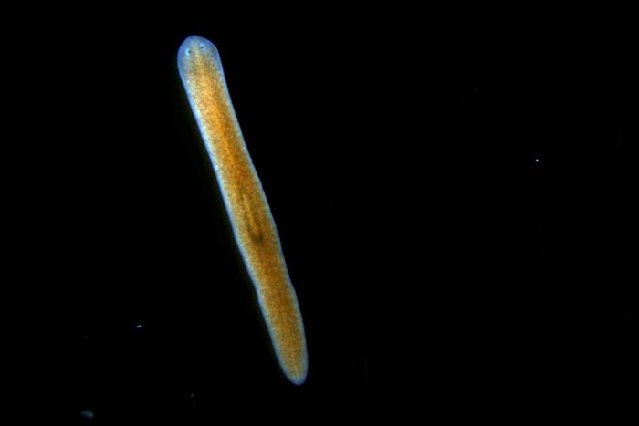 Hox genes in planaria
