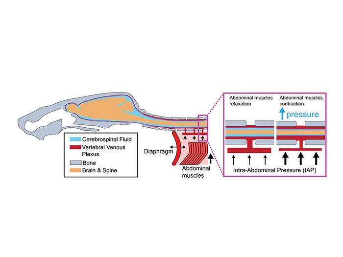 Drew Abdominal Brain Blood Schematic