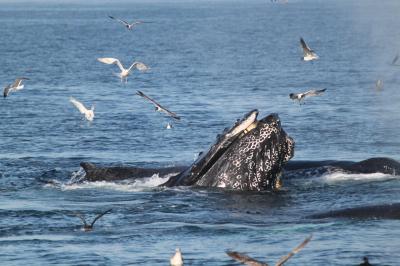 Humpback Whale