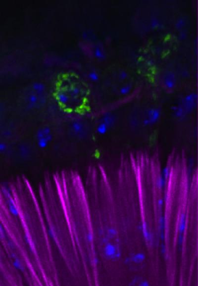 Auditory Organ Purple