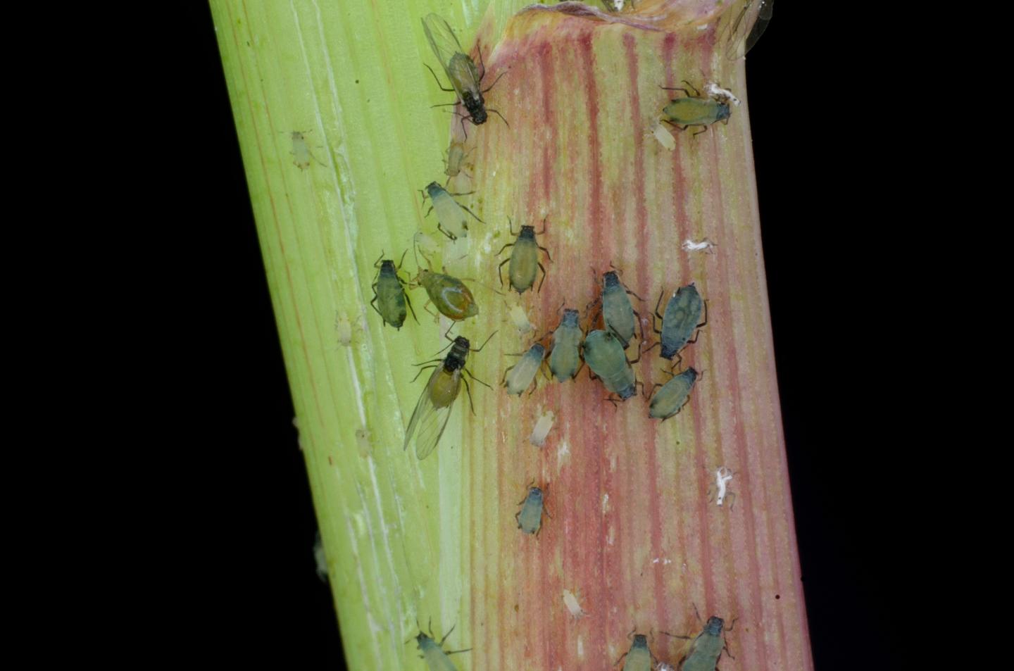 Aphids Feeding on Corn