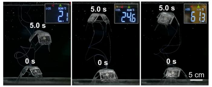 The capability of swimming in wide temperature range