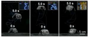 The capability of swimming in wide temperature range