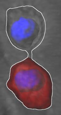 Diffusion Barrier
