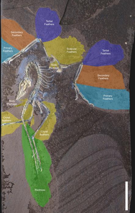 Feather distribution of the Chicago Archaeopteryx