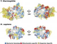 Structure of Ciliate Mitoribosome