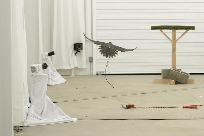Bird Flight Research Advances Drone Technology and Wild Raptor Care