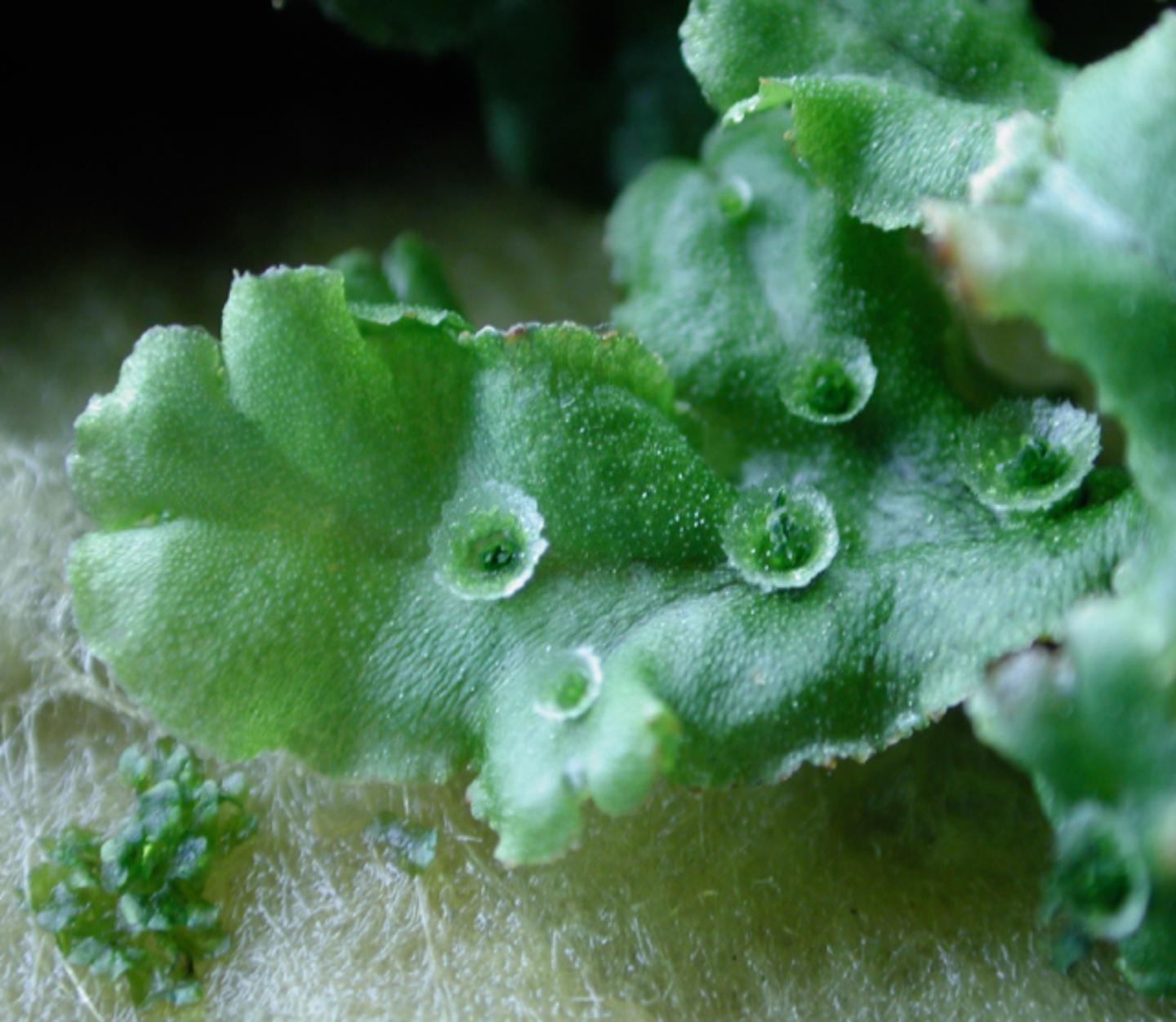 <i>Marchantia polymorpha thallus</i> in the Vegetative Form