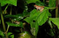 Female <em>Phrynobatrachus bibita</em> (2 of 2)