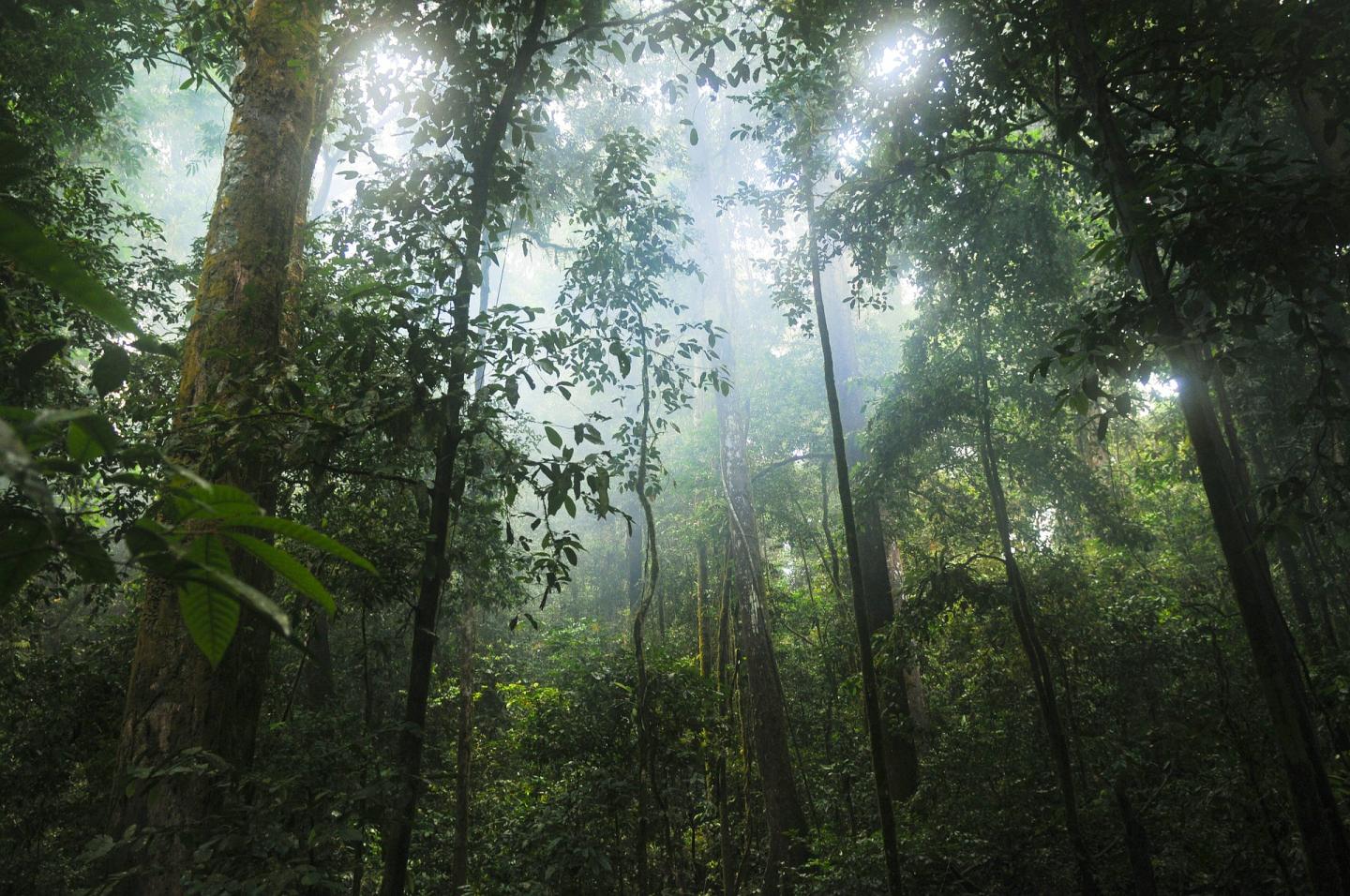 Amazonian Rainforest