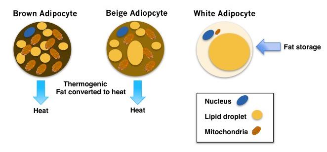 Three Types of Adipocytes