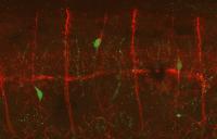 Stem Cells Migrate to the Gut