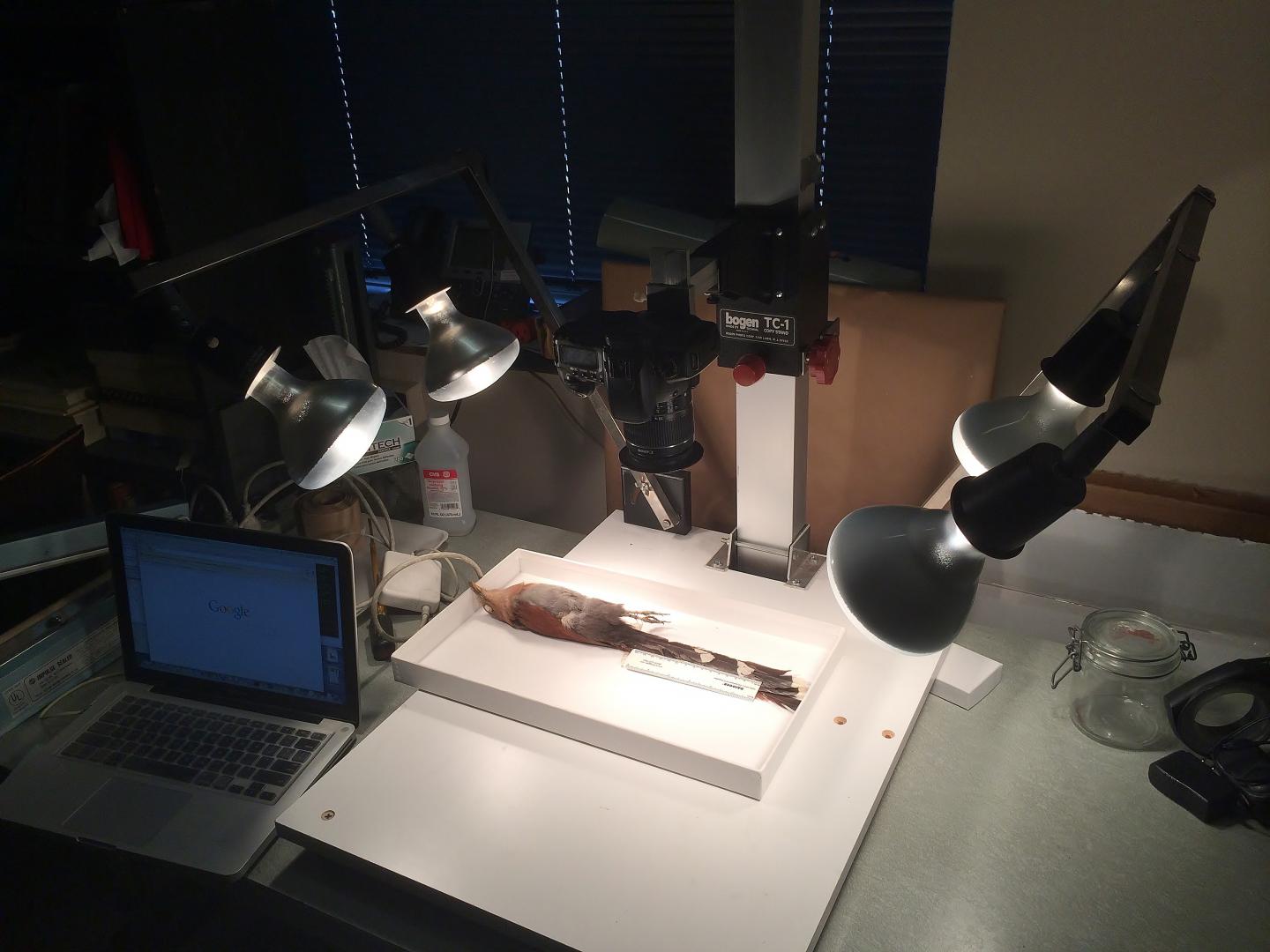 Museum Specimen to Be Photographed