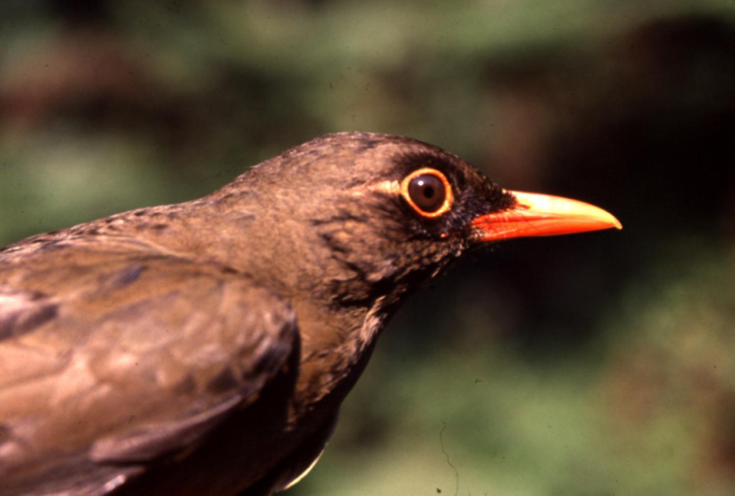 Usambara Thrush