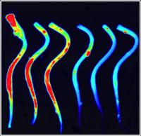 Thrombin Activity in Spinal Column