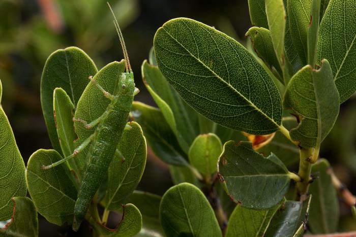 Green Timema Stick Insect Blends in with California Lilac Shrub (Ceanothus spinosus)