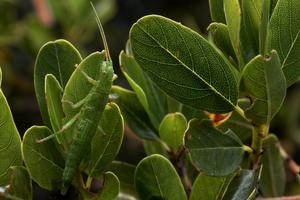 Green Timema Stick Insect Blends in with California Lilac Shrub (Ceanothus spinosus)