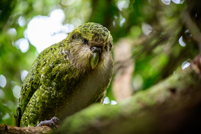 Kākāpō