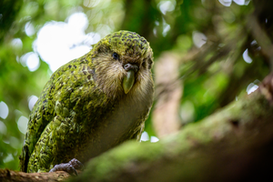 Kākāpō