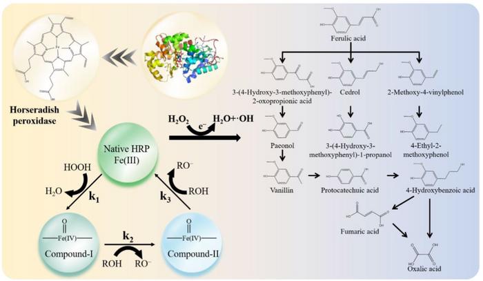 Efficient allelochemical removal from continuous capsicum cultivation using horseradish peroxidase–loaded biochar