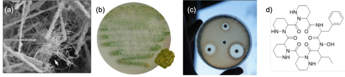 Moonmilk bacteria