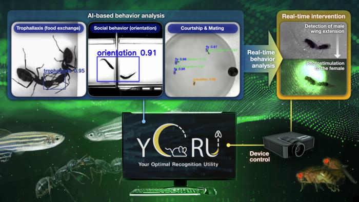 YORU watches animal behavior and controls brain cells in real time