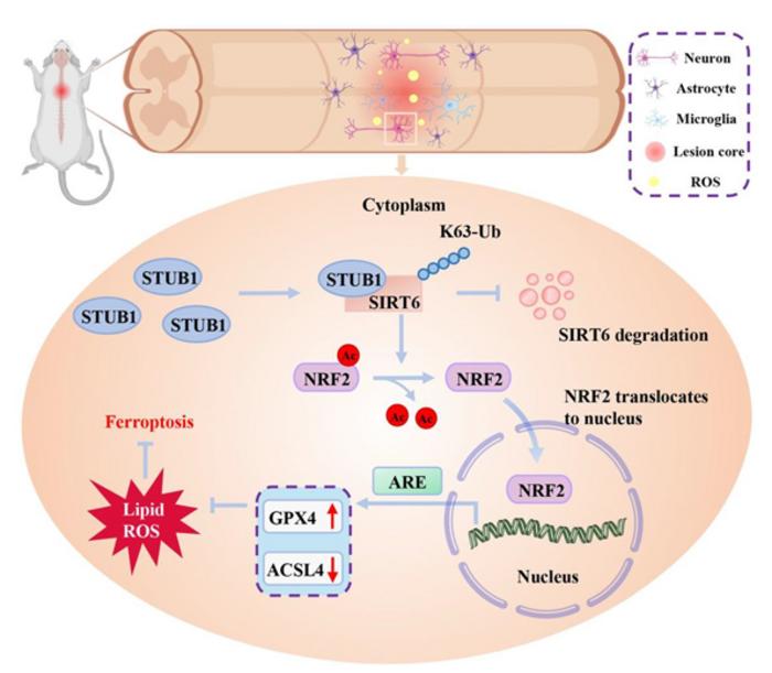 STUB1–SIRT6–NRF2 signaling protects neurons after spinal cord injury.