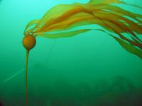 <i>Nereocystis luetkeana</i>