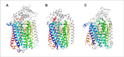 Respiration Enzyme Structure