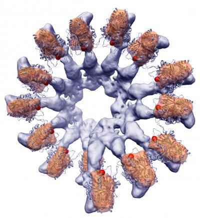 Mitotic Spindle Hub