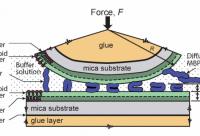 Surface Forces Apparatus