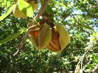 Mature almond