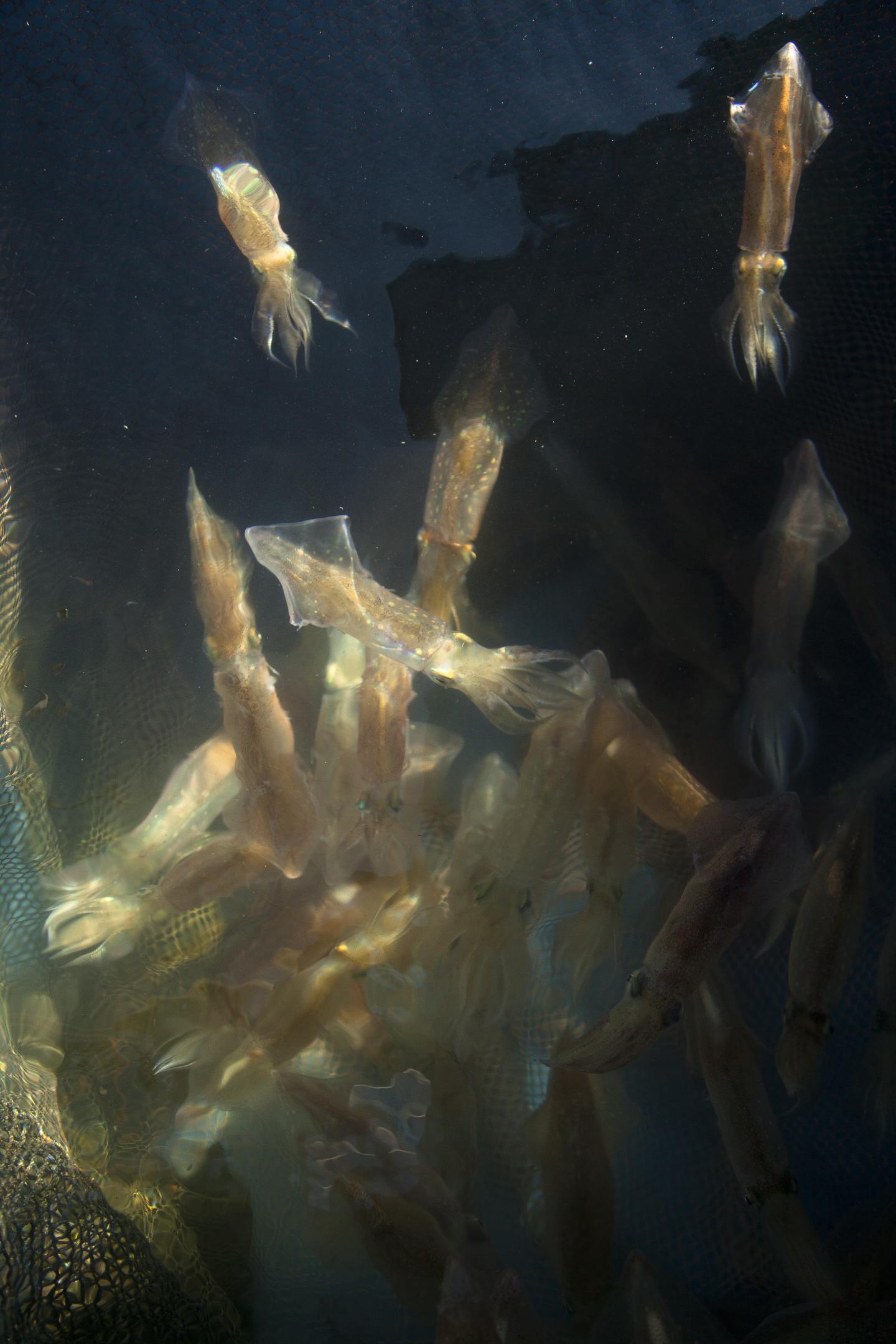 The Woods Hole Squid, Doryteuthis pealeii