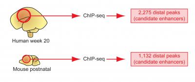 Human and Mouse Gene Enhancers