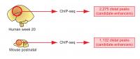 Human and Mouse Gene Enhancers