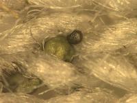 Gunshot Residue