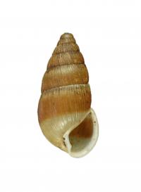 Extinct Hawaiian Land Snail